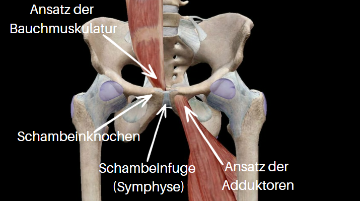 Schambeinentzündung beim Fußball - Anatomie